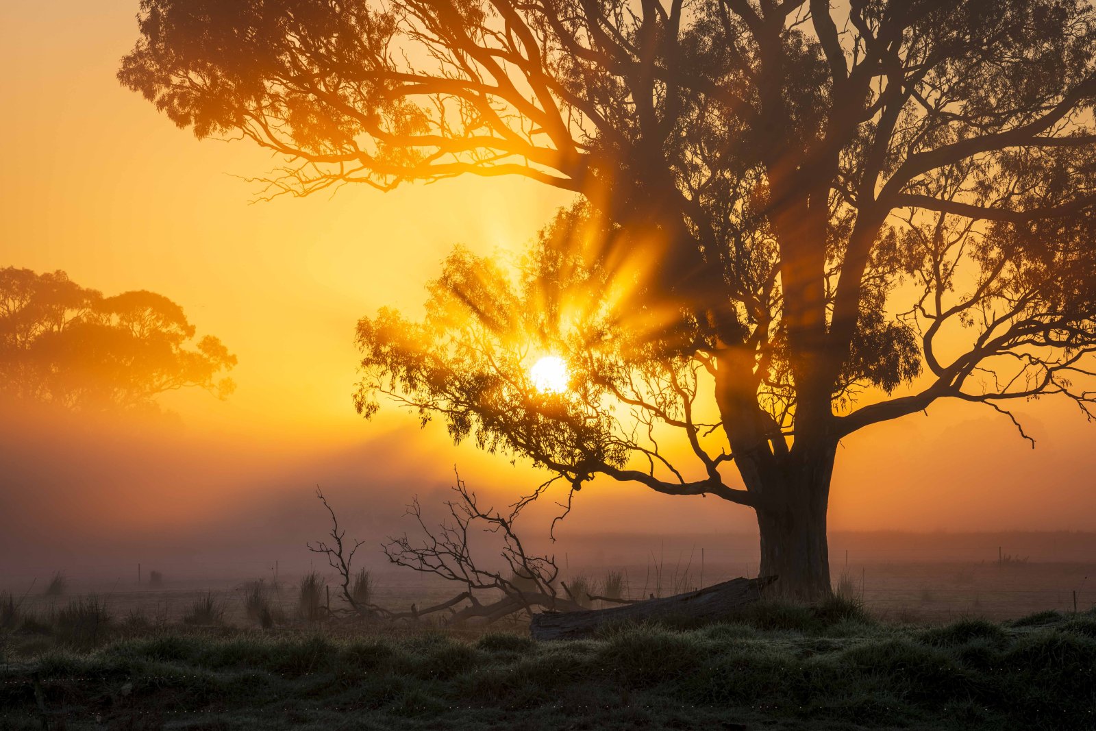 God rays bursting through a tree at golden sunrise in fog