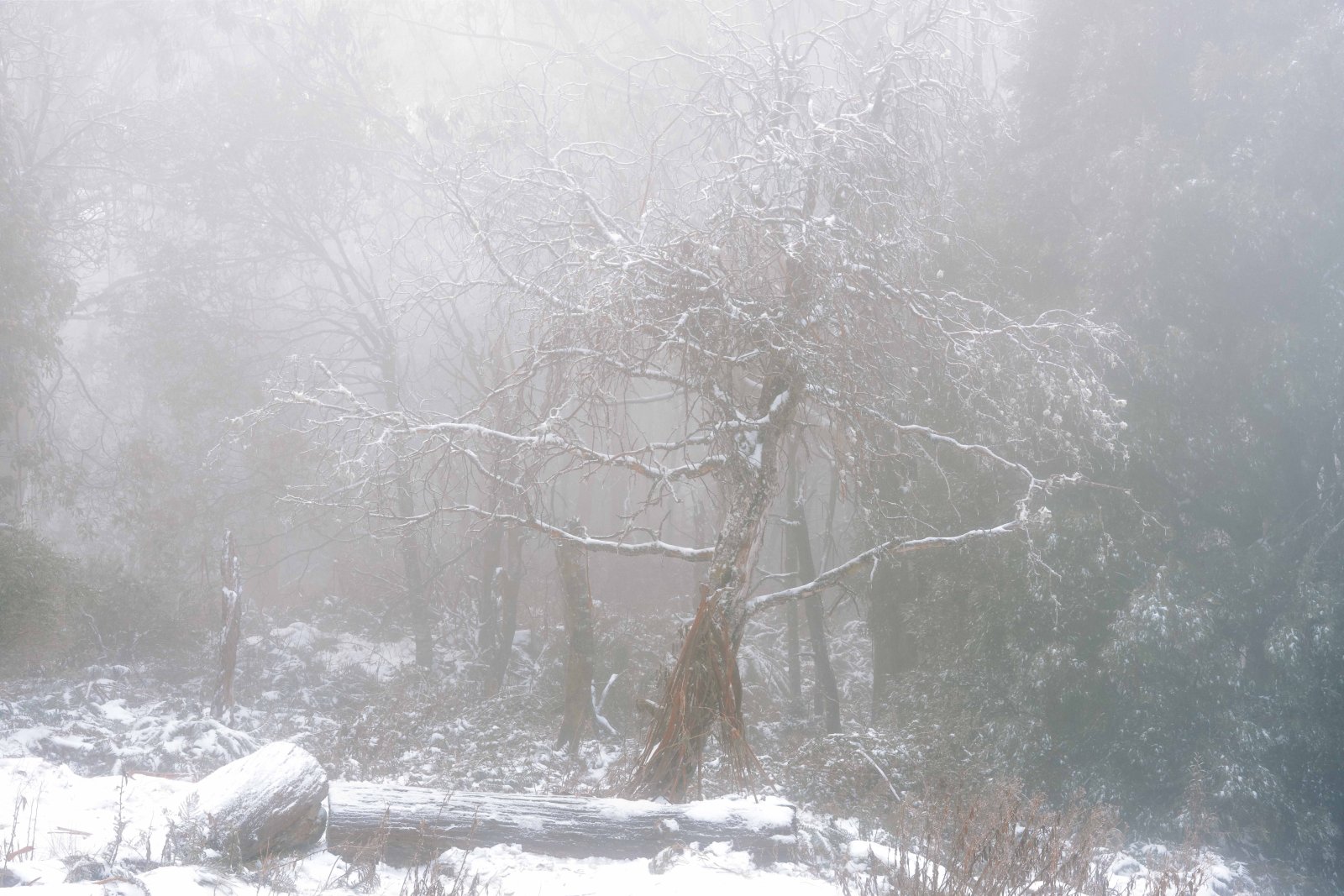 Snow-covered tree in dense alpine fog